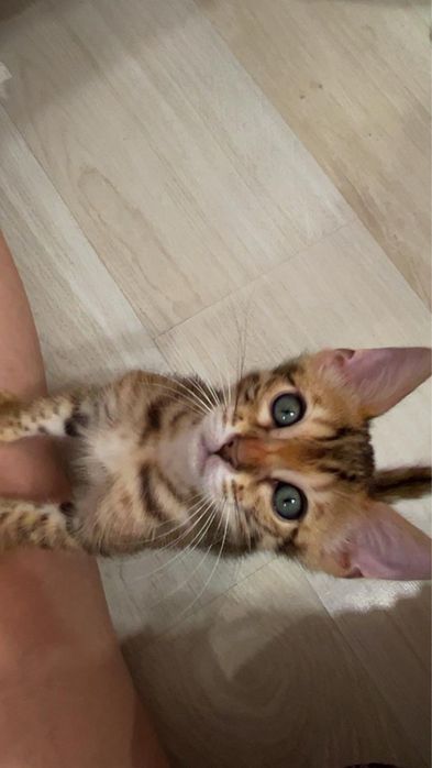 Бенгальский котенок