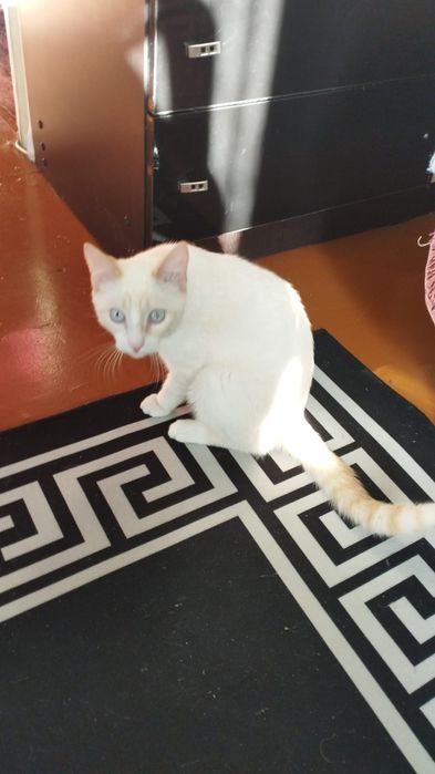 Отдам даром кота в очень добрые руки