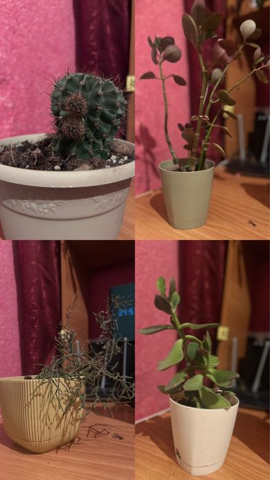 продам комнатные цветы