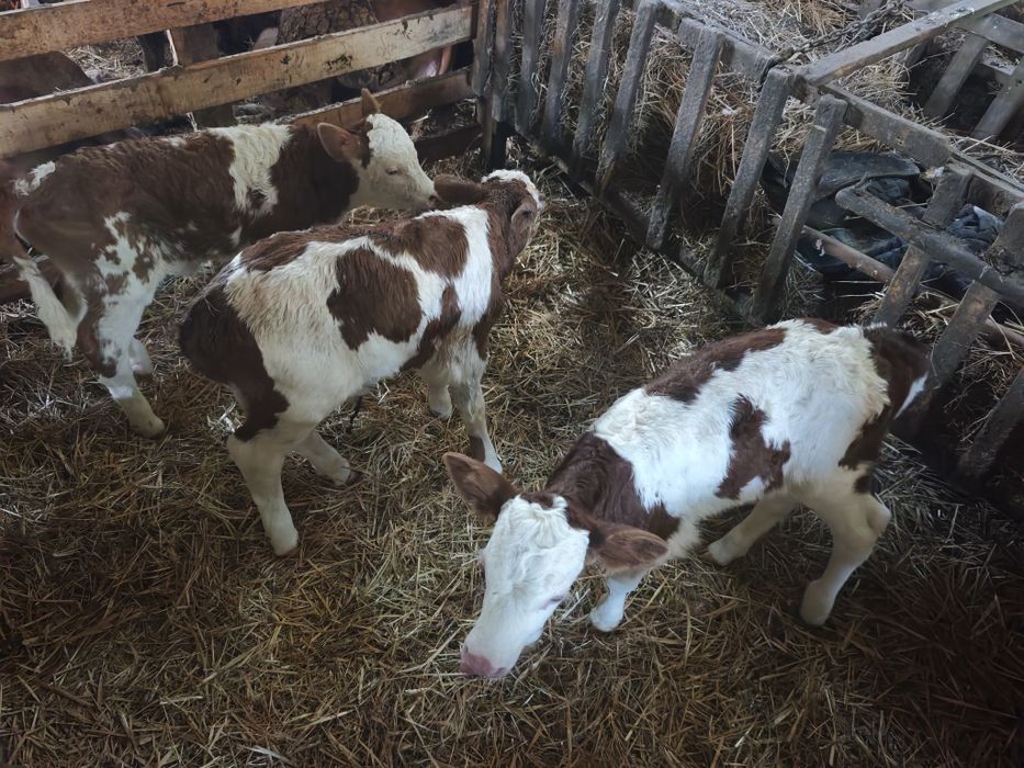 Trei Vitei de vanzare