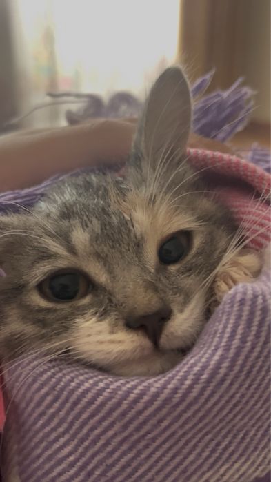 Отдам котенка в добрые руки