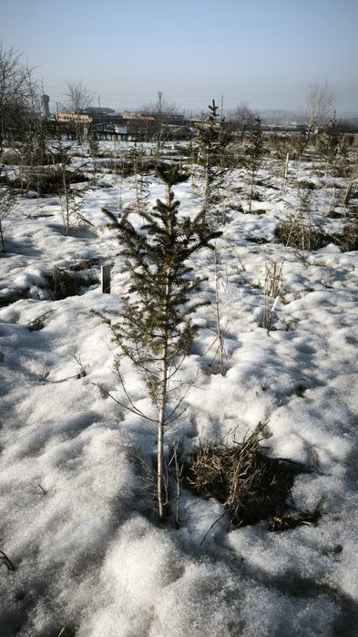 Продам ёлки 60-120 см