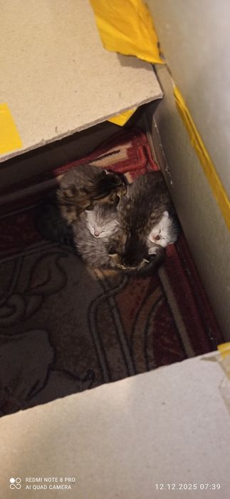 Котята, продаются