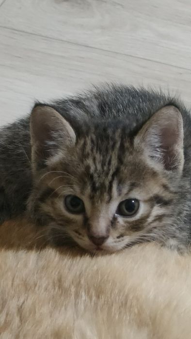 Осталась одна кошечка. Окрас темный с тигровым рисунком.