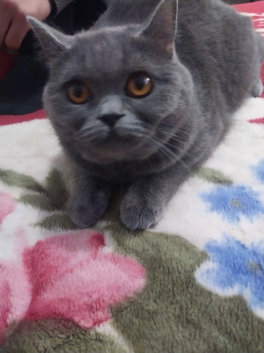 Mushuk sotiladi. Qiz bola.