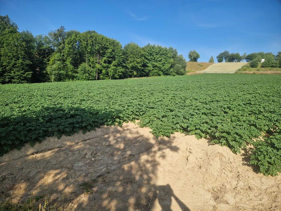 Cartofi de samanta Soraya, Marabel, Belarosa, Red Lady, Colomba, Jely