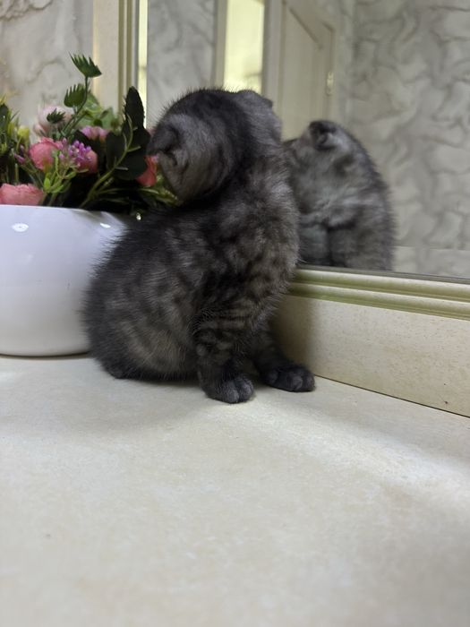 Котята скоттиш фолд и страйт