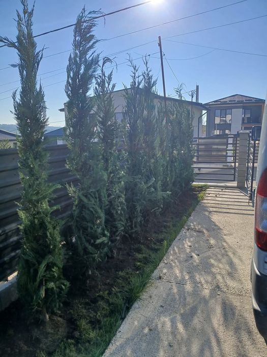Tuia leylandii inaltime 1.8m 2m 2.5m 3m 5m