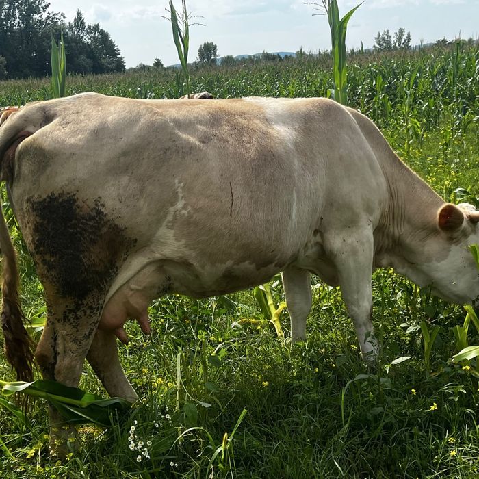 Vaca de vanzare