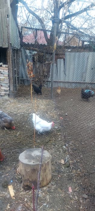 Продам домашние куры.
