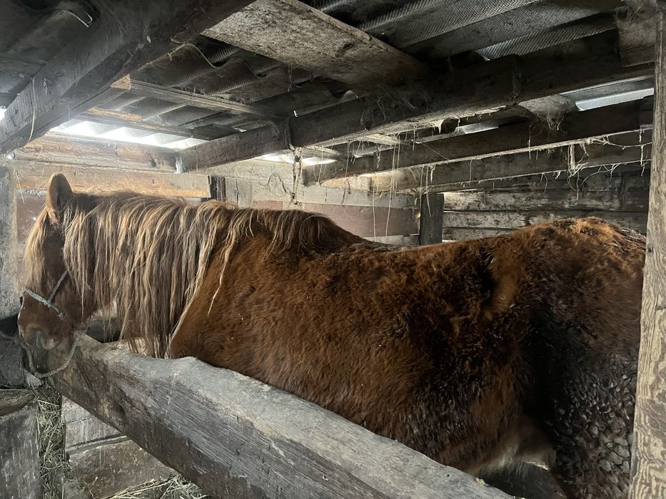 Продам кобылу либо обмен на жеребят