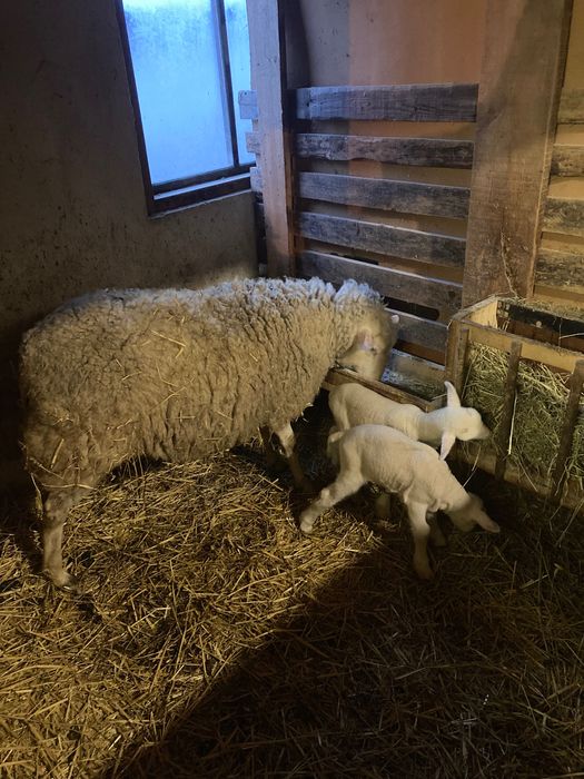 8 заплодени дзвиски