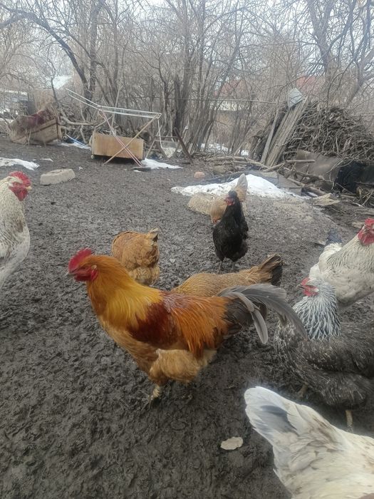 Кученский рабочий 1.5г