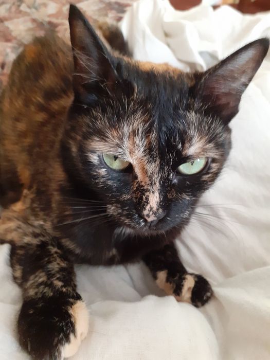 Отдам в добрые руки