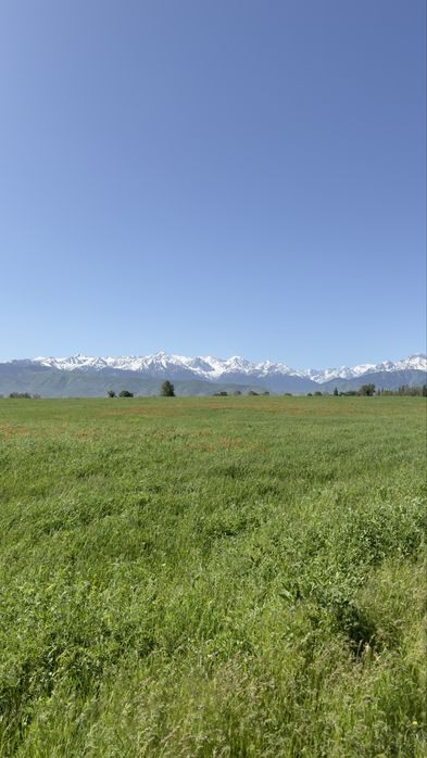 Яблоневый сад (apple garden)