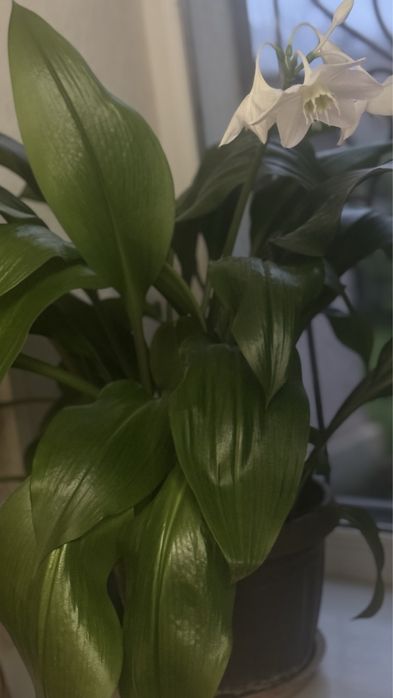 эухарис цветок