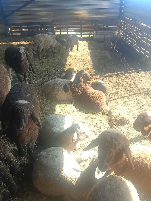 Агнета 20- 30 килограма