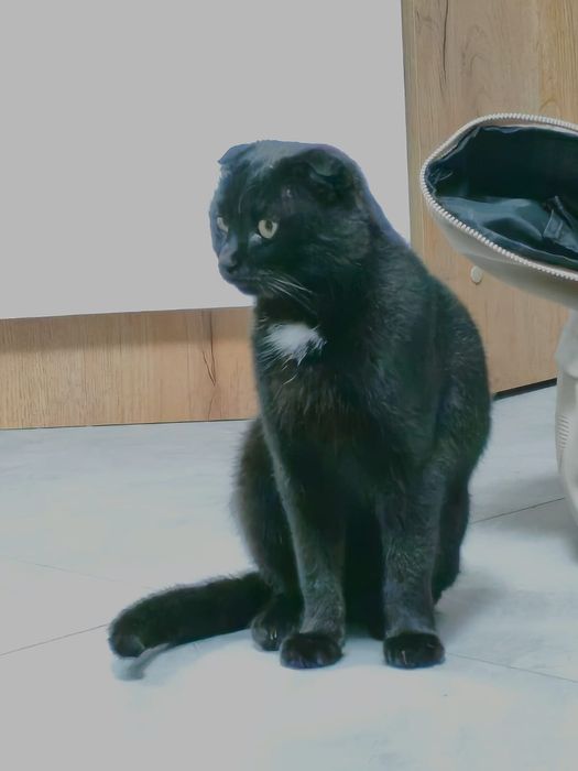 Отдам кота в добрые руки