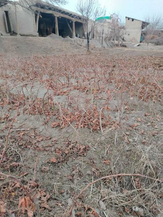 Данаксиз, қора кишмиш нихоллари