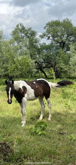 Vand iepe si armasari manji 1-2 ani , American painthorse