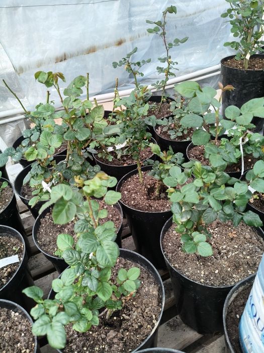 Продам розы, алоэ - вера.