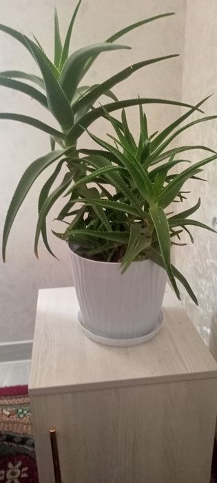 Алое-вера, хлорафитум сотилади