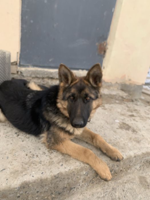 Собака 2025 таза қанды