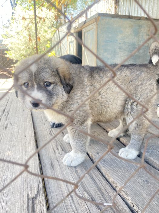Алабай щенок девочка в добрые руки