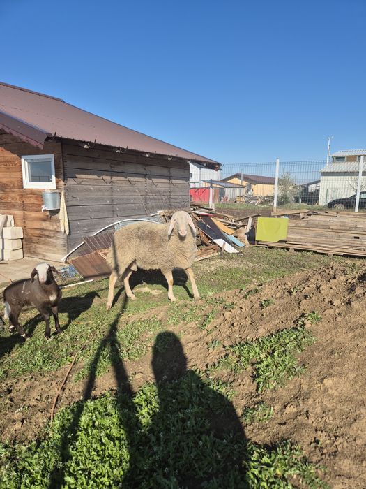 Berbec bergamasca 1,4luni