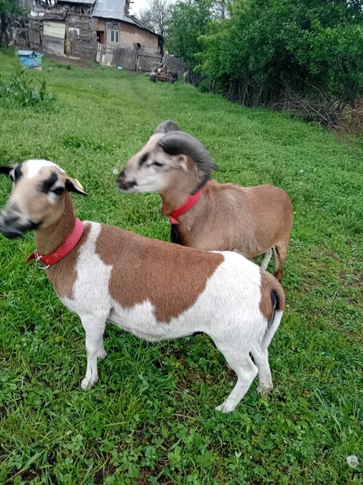 Vând  2 berbeci de camerun și o oaie