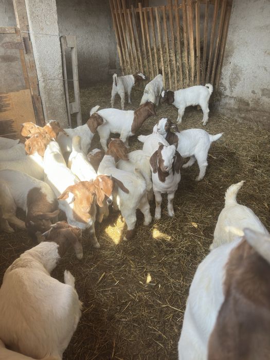 Vand iezi si capre boer