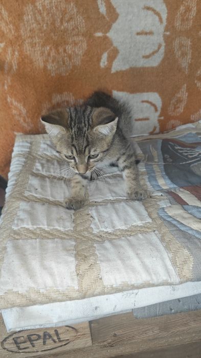 Pui de pisica pentru adoptie