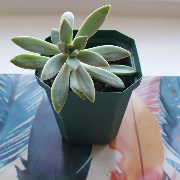 Комнатные растения-сукуленты.