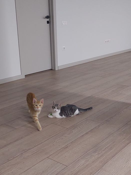 Котенок мальчик кастрирован Ташкент