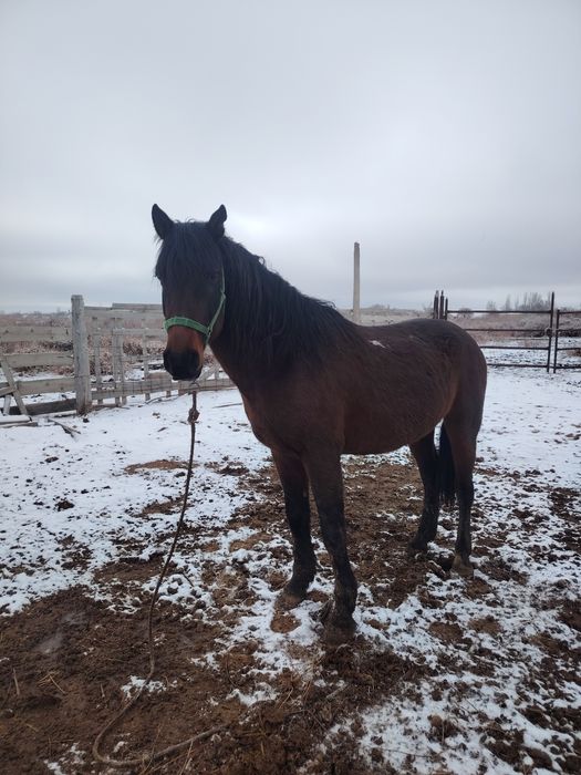 Айгыр сатылады жасы 9да