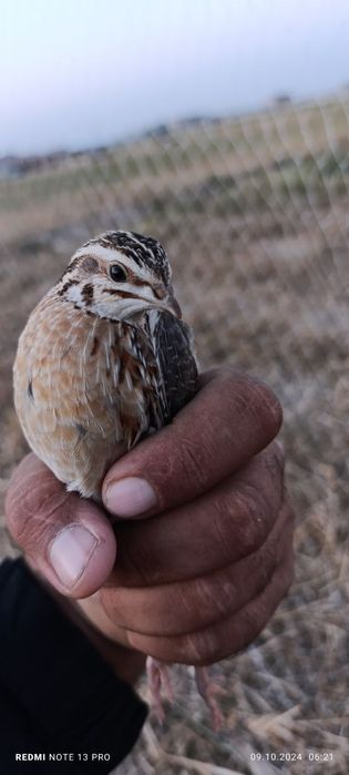 Bedana sayroqi kafolat beriladi sayrashi chiroyli