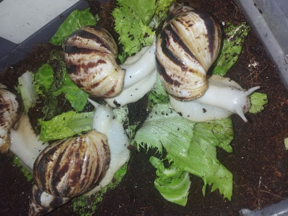 Ulitka sotiladi axatina