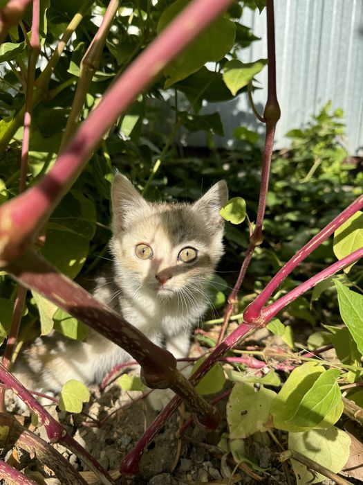 Отдам котят в хорошие руки