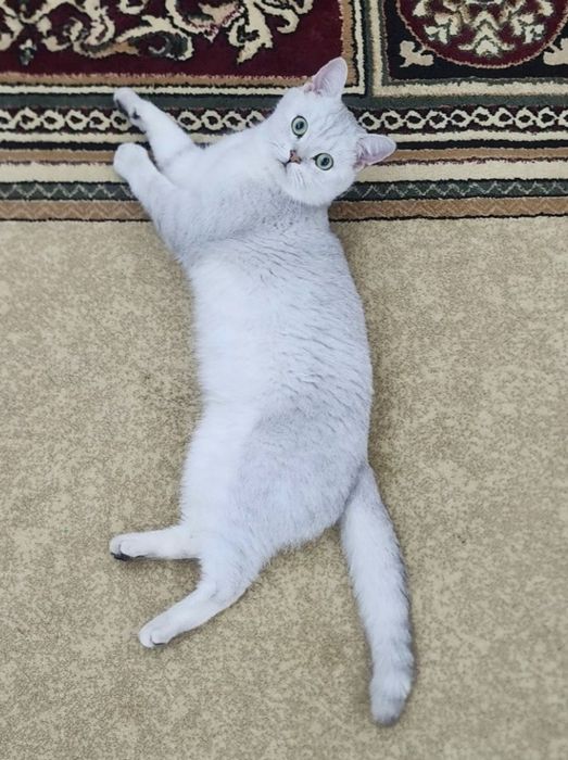 Serebristaya shinshilla VYAZKA sotilmidi