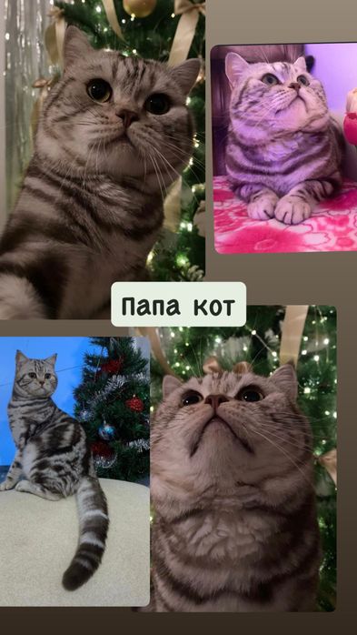 Шотландскик котята табби