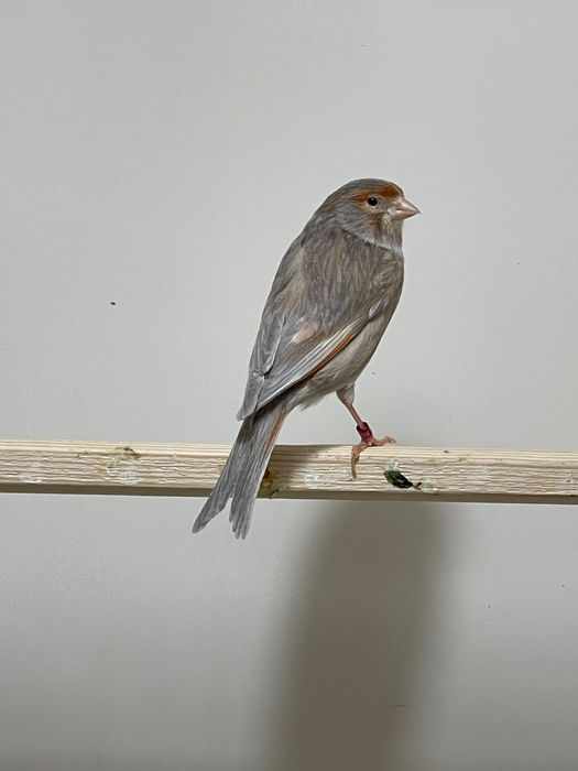 Продается готовая самка канарейки