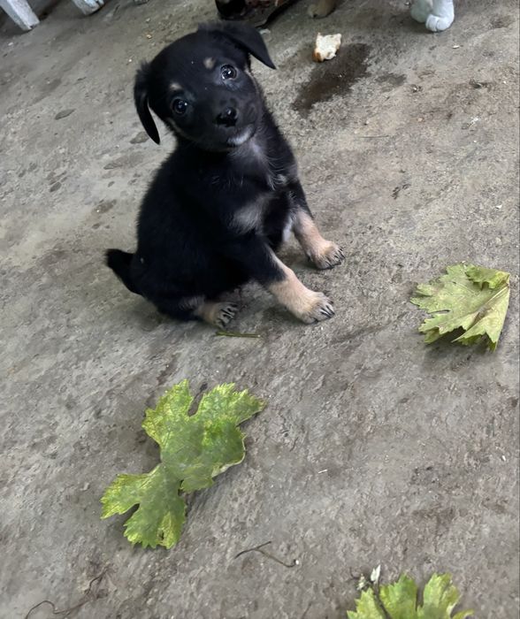 Donez catelusi talie mica
