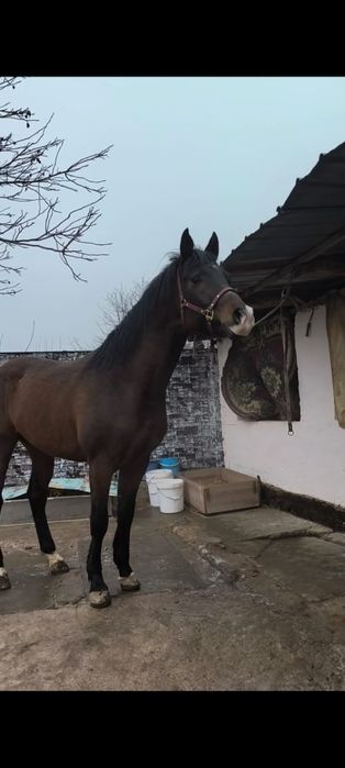 Продам хорошего коня срочно