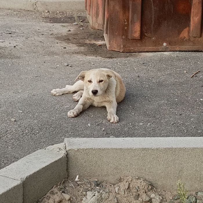 СРОЧНО!!! Нужен дом щенку!!