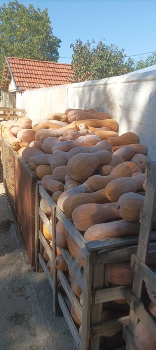Тикви цигулки продавам