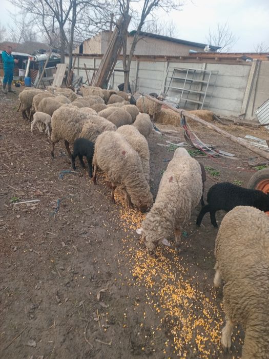 38 de oi bune de ținut cu miei mari