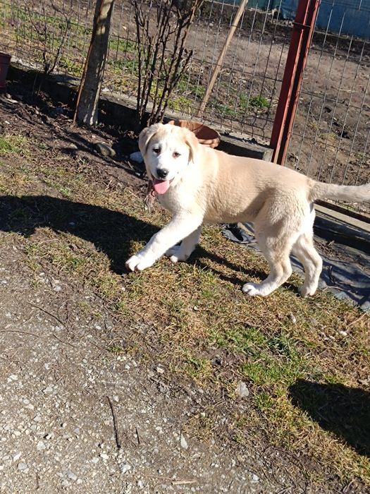 Asia centrala 3 luni