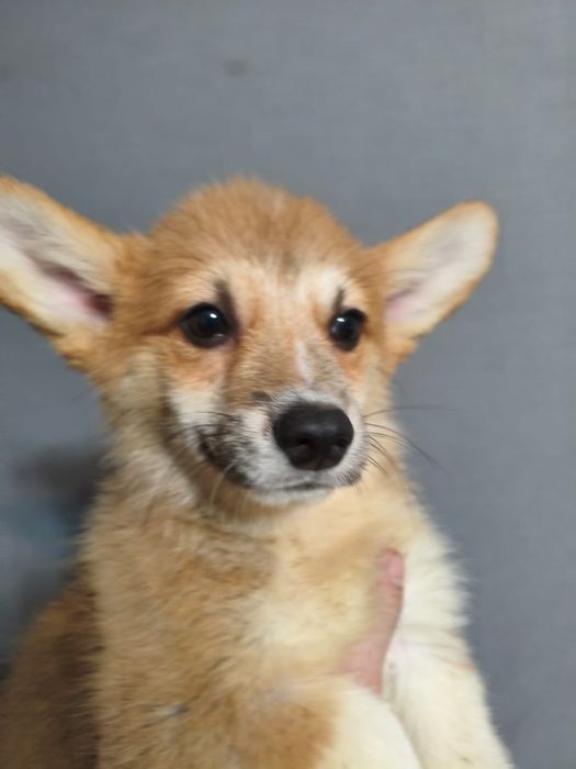 Продаются щенки корги