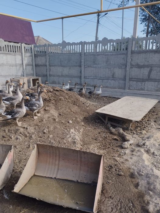 Продам Гусей Крупно серый оптом