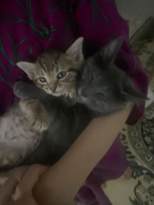 марғау котенок мысық